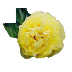 Nasiona Piwonia żółta szt.2 N72